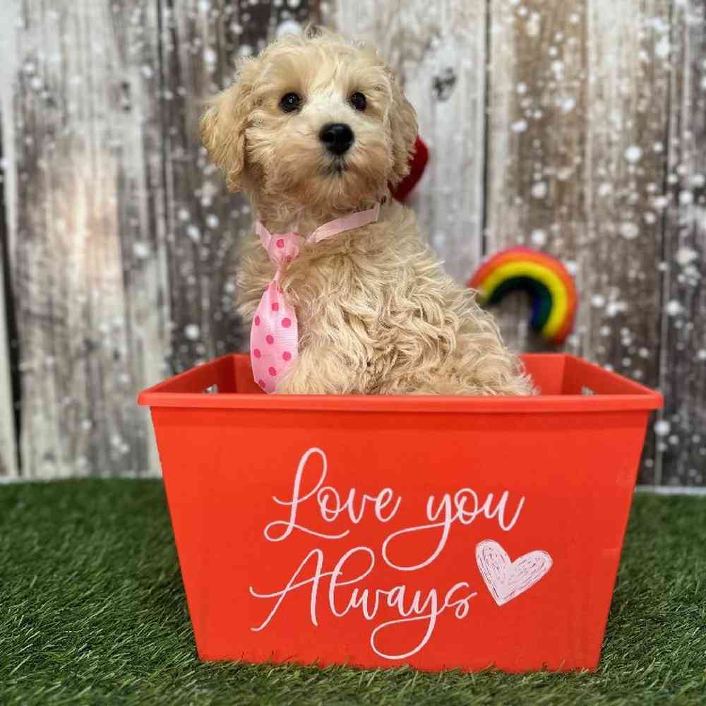 Male Schnoodle Puppy for Sale in Saugus, MA