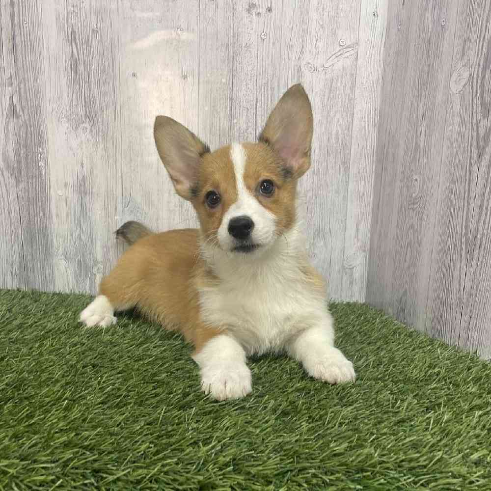 Female Pembroke Welsh Corgi Puppy for Sale in Saugus, MA