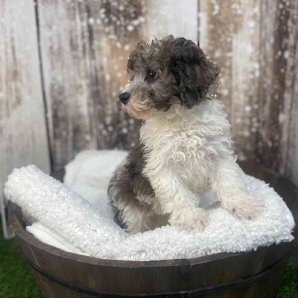 Male Cavachon Puppy for Sale in Saugus, MA