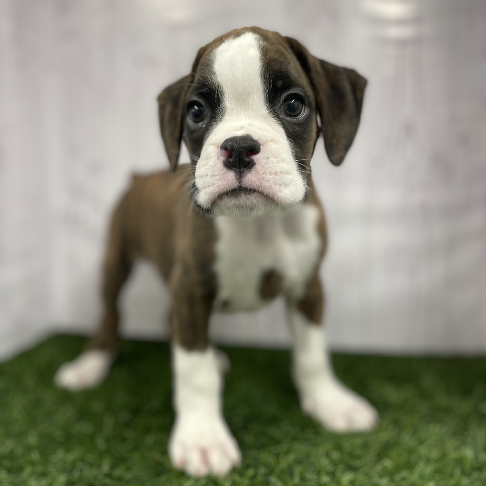 Male Boxer Puppy for Sale in Braintree, MA