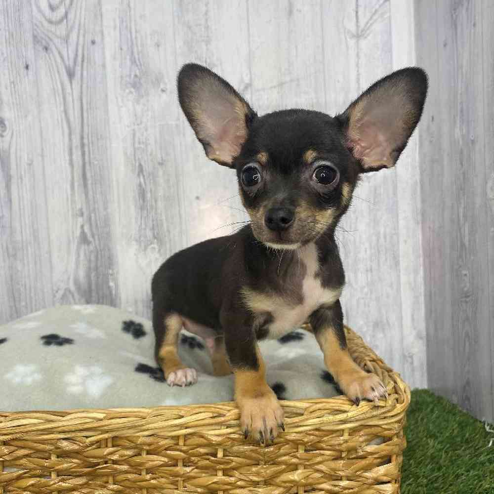 Male Chihuahua Puppy for Sale in Saugus, MA