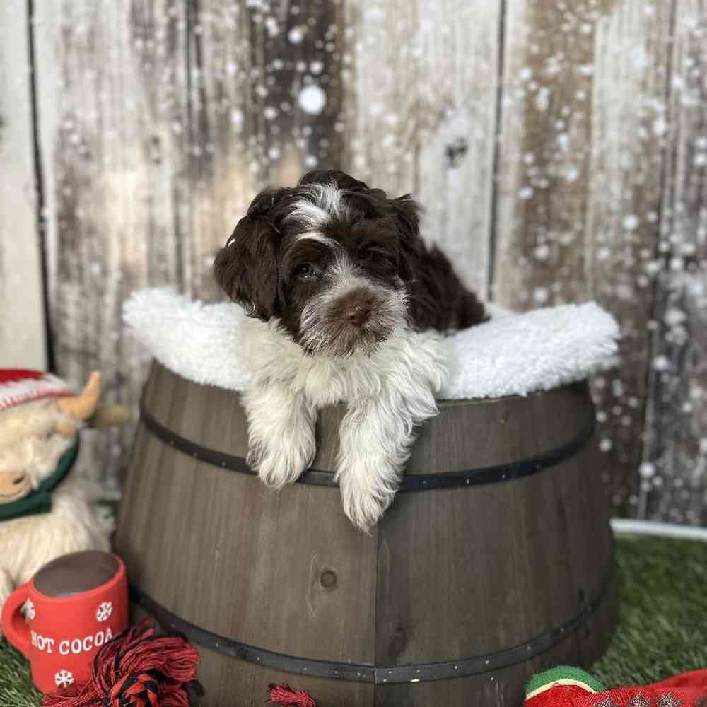 Male Havapoo Puppy for Sale in Saugus, MA