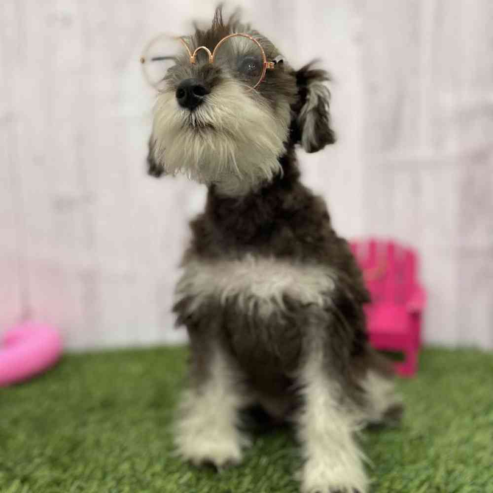 Male Miniature Schnauzer Puppy for Sale in Braintree, MA