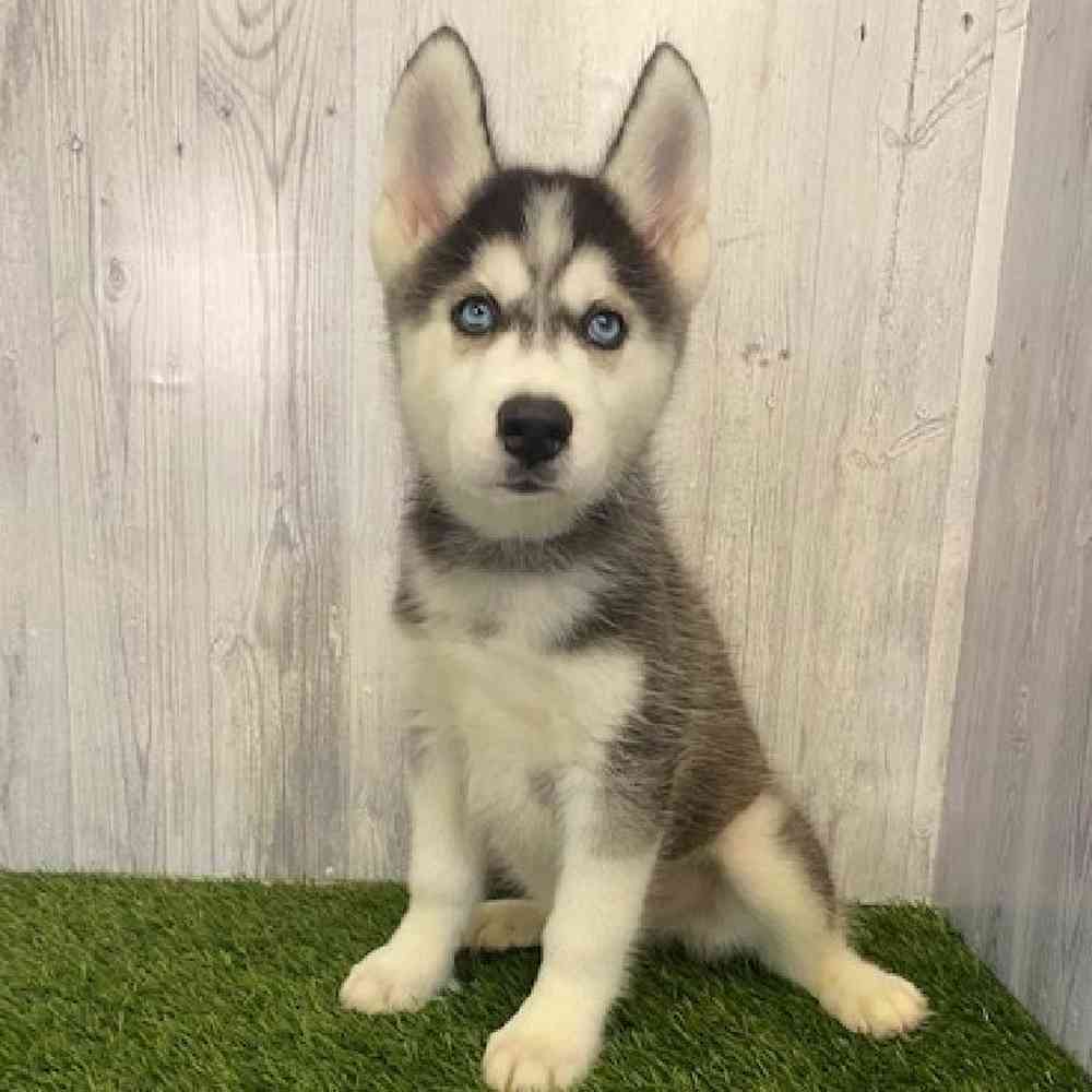 Male Siberian Husky Puppy for sale