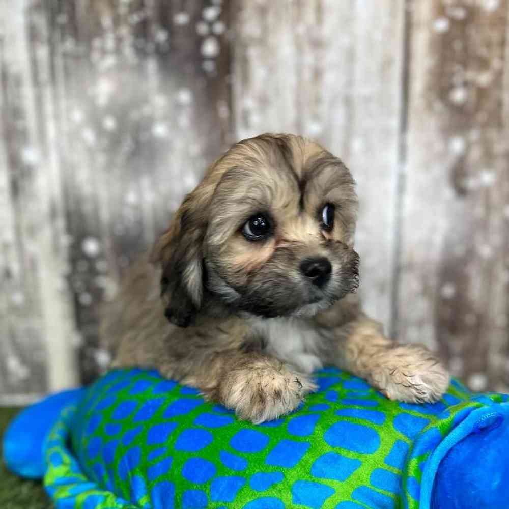 Female La-Chon Puppy for Sale in Saugus, MA