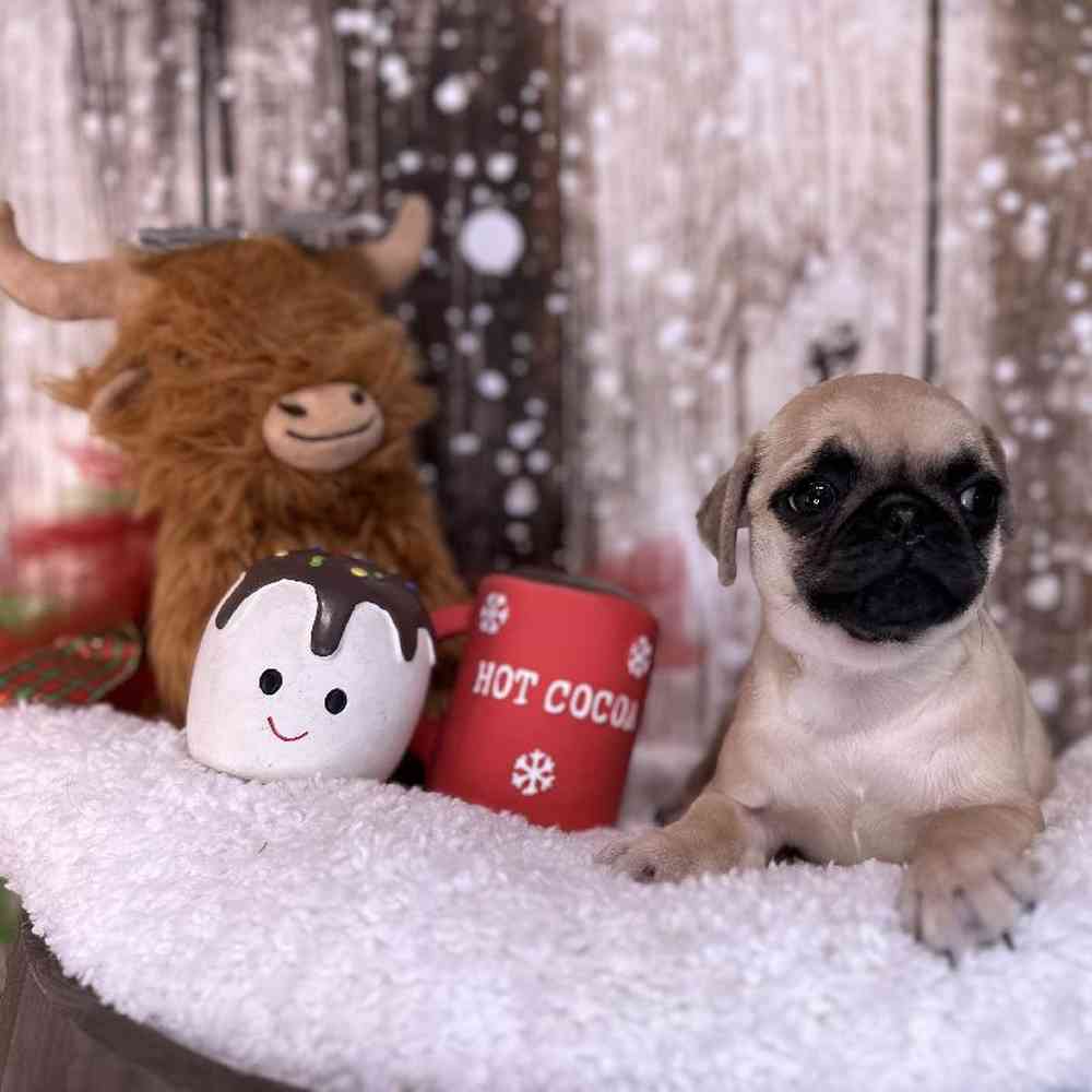 Female Pug Puppy for Sale in Saugus, MA