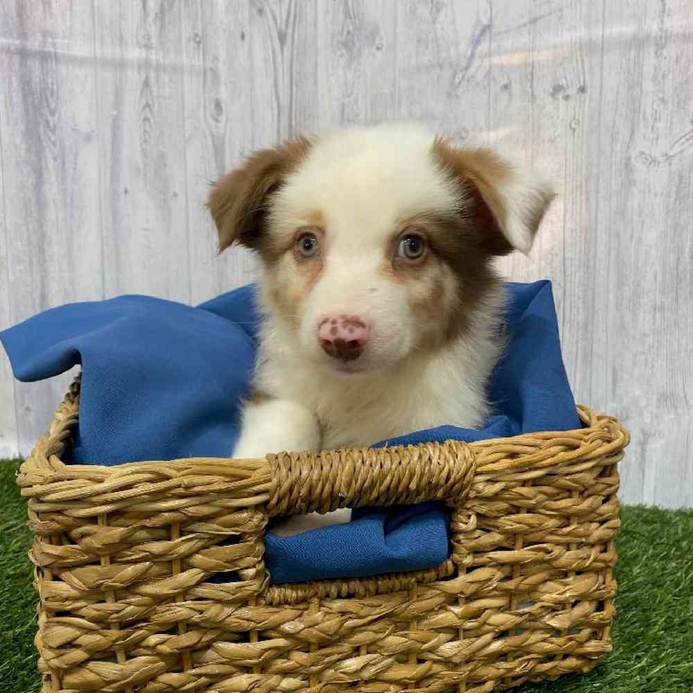 Male Australian Shepherd Puppy for Sale in Saugus, MA