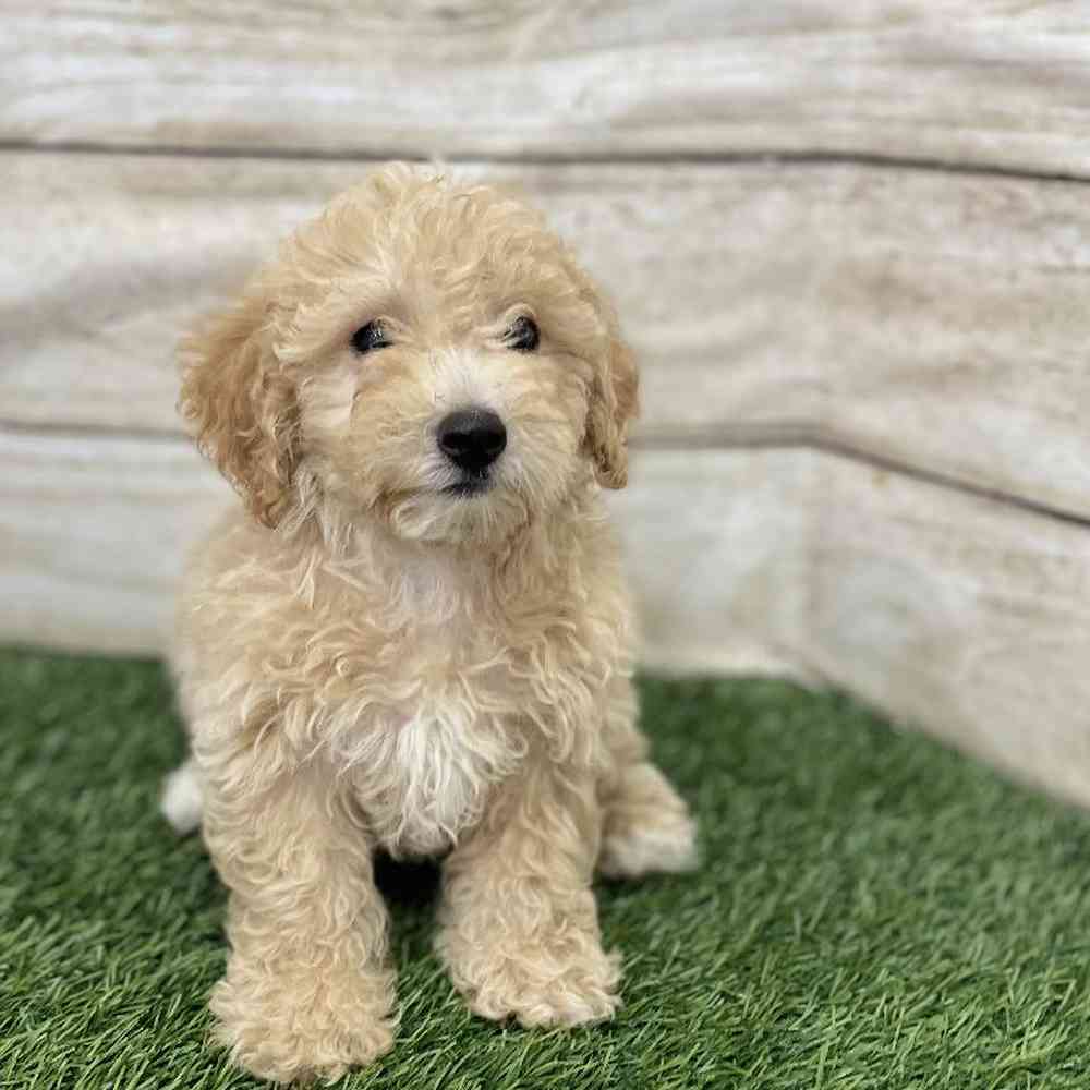 Male Poodle (MINI) Puppy for Sale in Braintree, MA