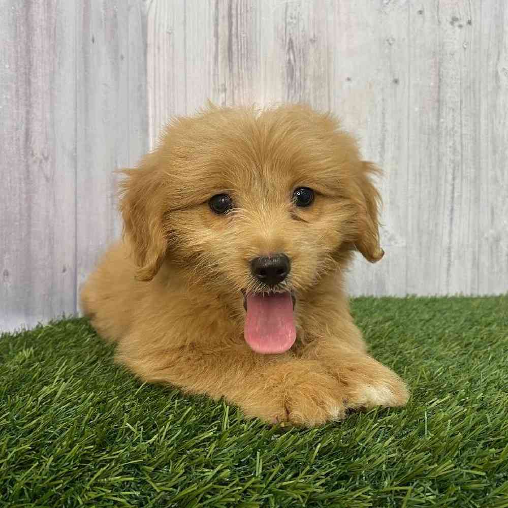 Female Mini Goldendoodle Puppy for Sale in Saugus, MA