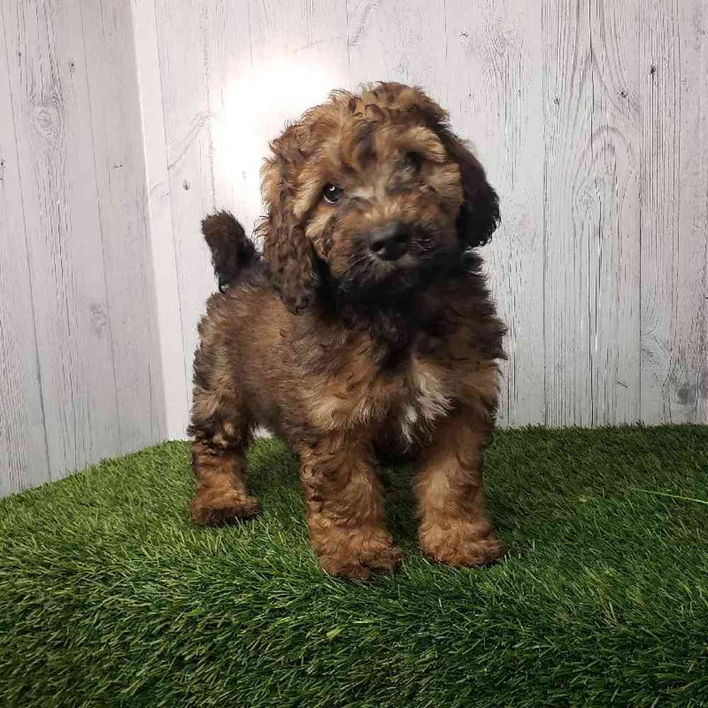 Male Mini Goldendoodle 2nd Gen Puppy for sale
