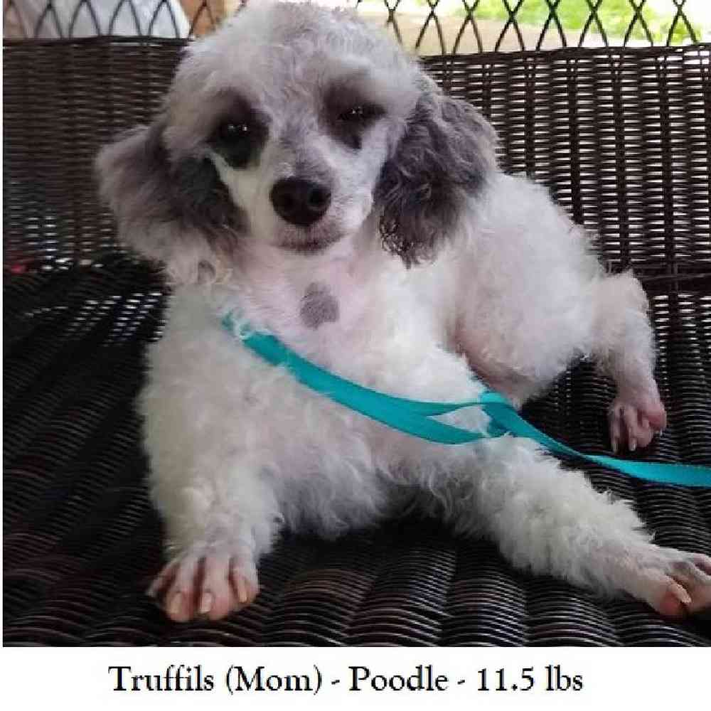 Male Poodle (MINI) Puppy for Sale in Braintree, MA