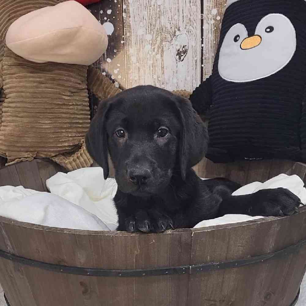 Male Labrador Retriever Puppy for Sale in Saugus, MA