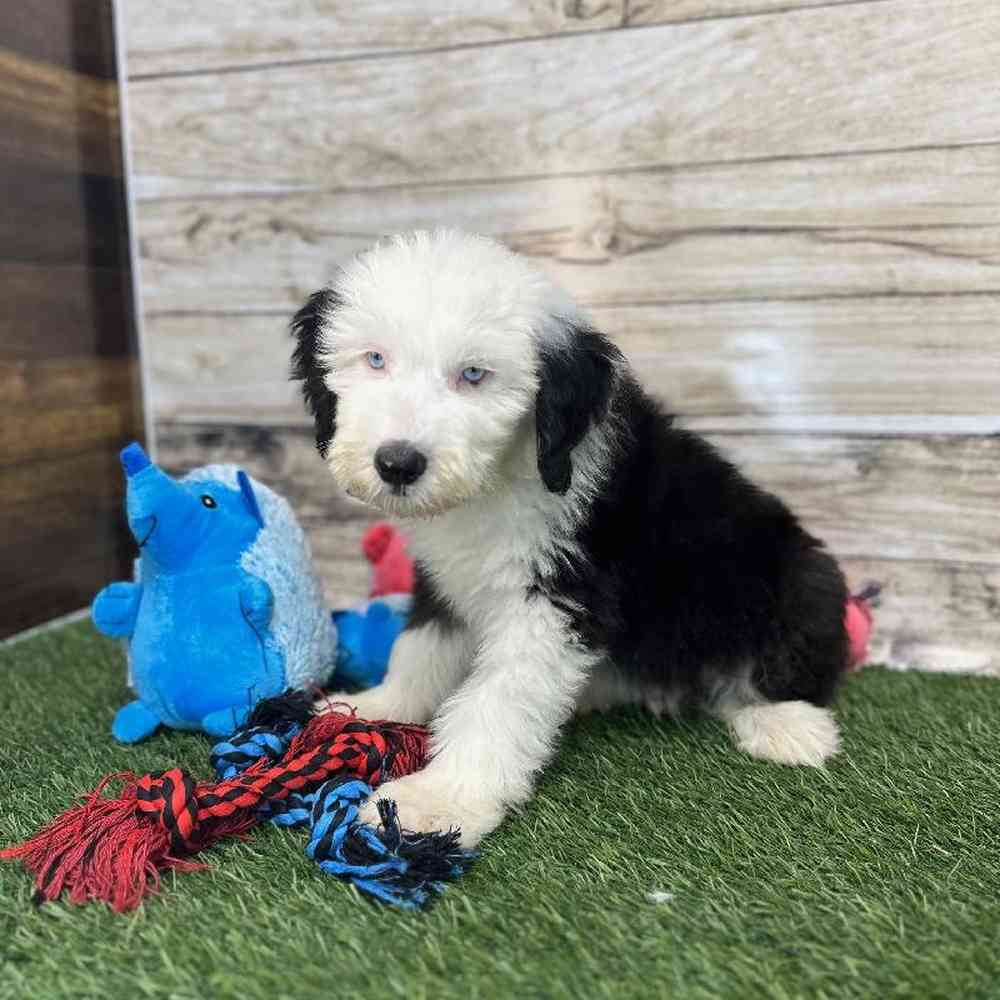 Male Old English Sheepdog Puppy for Sale in Saugus, MA