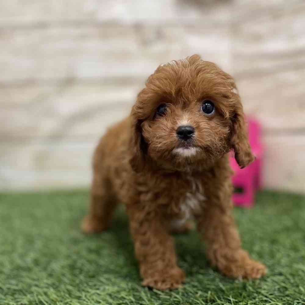 Male Cavapoo Puppy for Sale in Braintree, MA