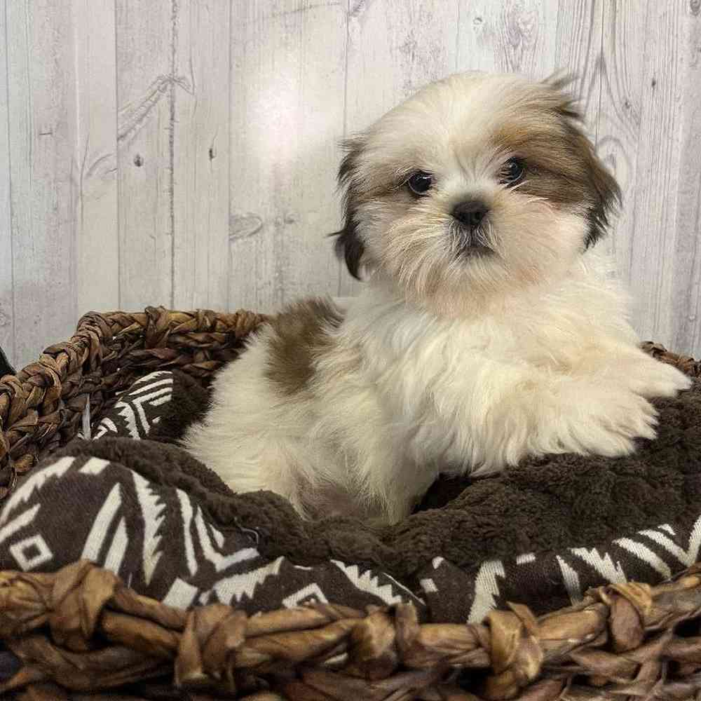 Male Shih Tzu Puppy for Sale in Saugus, MA