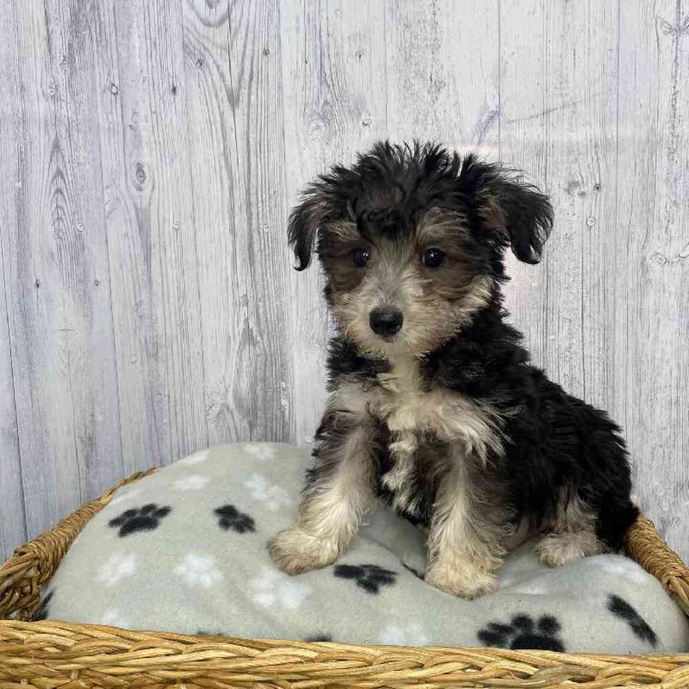 Male Schnoodle Puppy for Sale in Saugus, MA