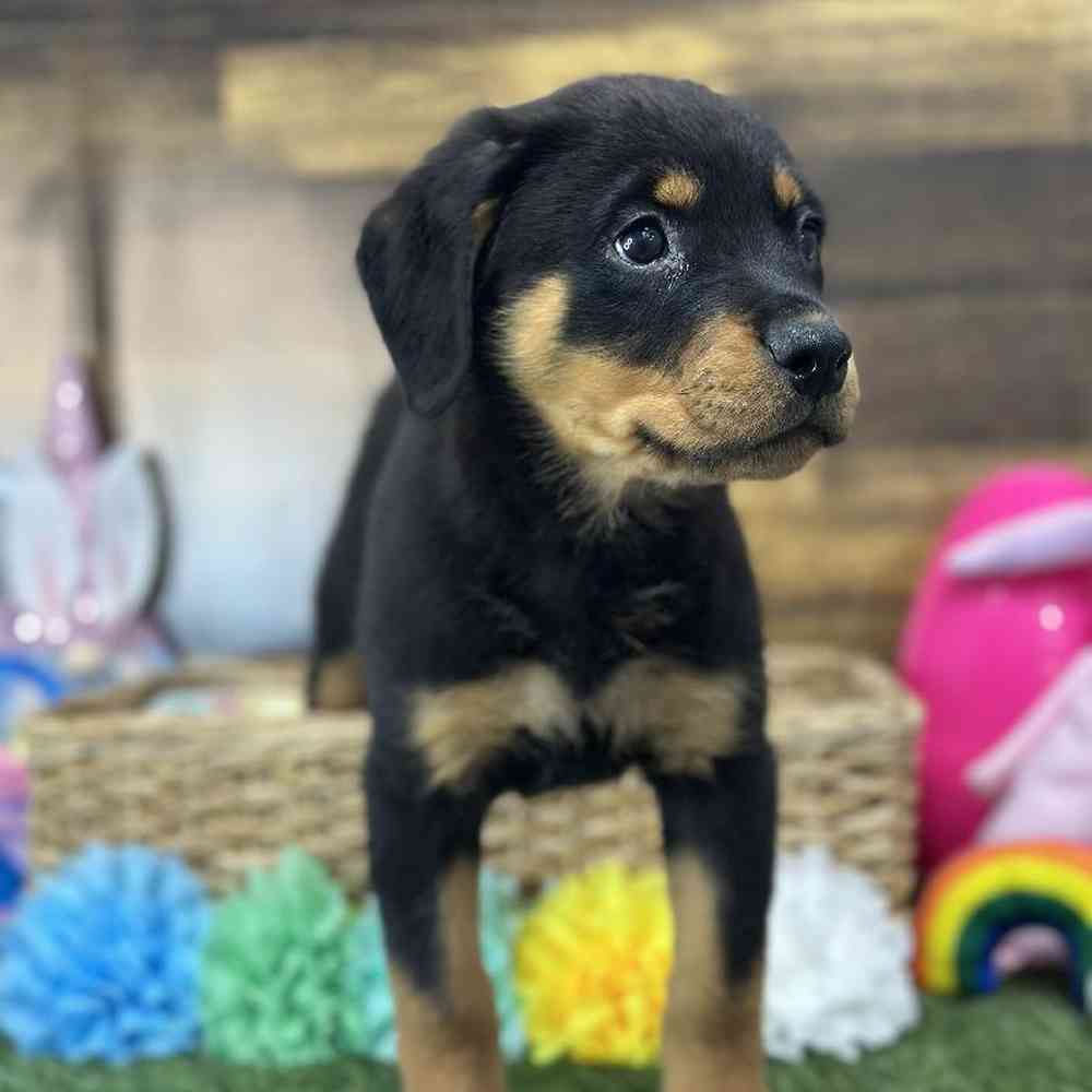 Female Rottweiler Puppy for Sale in Saugus, MA