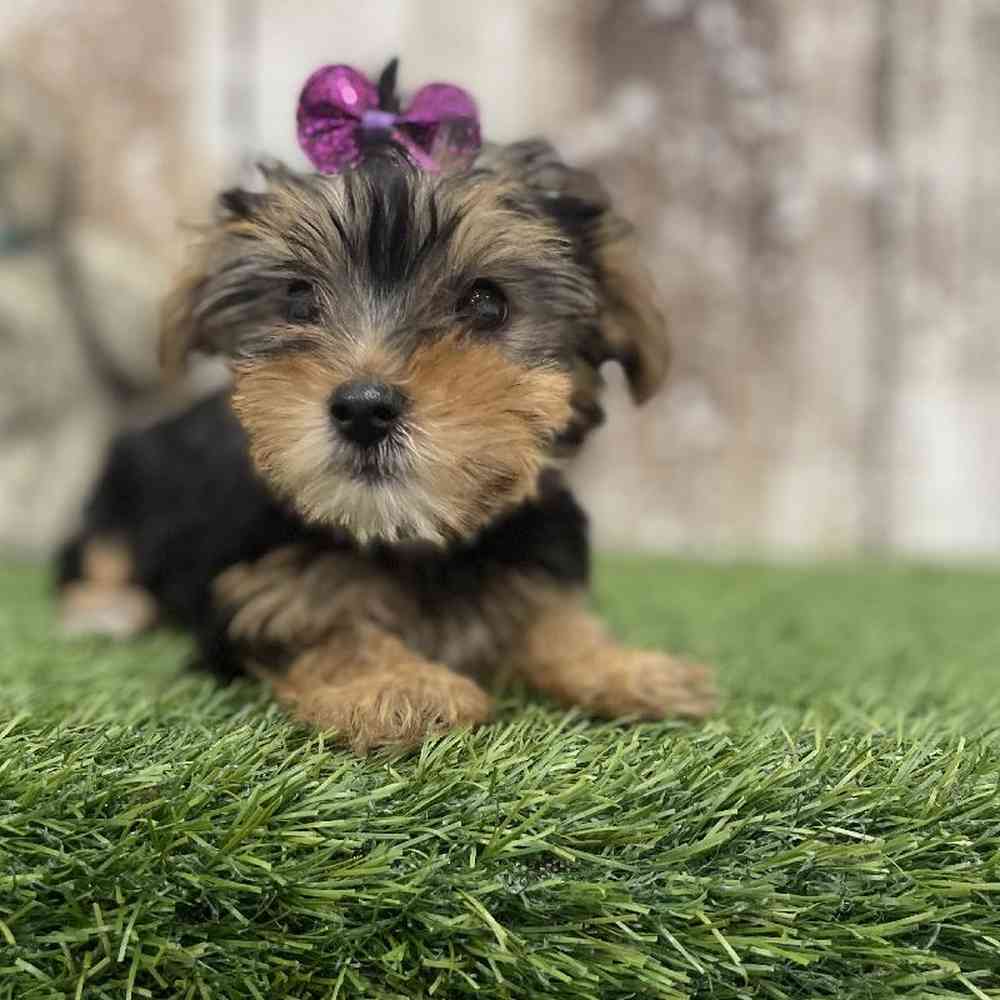 Female Yorkshire Terrier Puppy for Sale in Braintree, MA