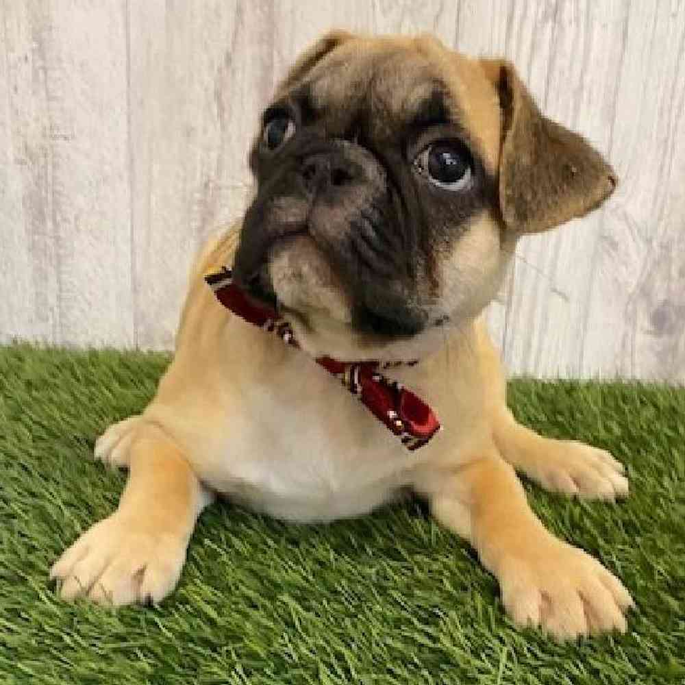 Male Frug Puppy for sale