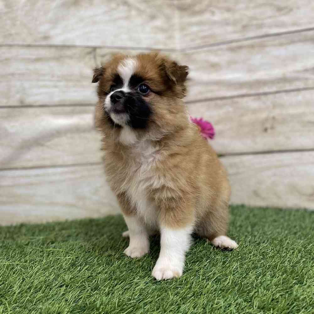 Female Aussie Pom Puppy for Sale in Braintree, MA