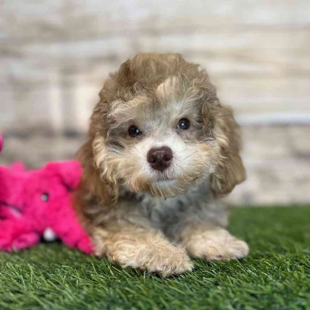 Female Mini NewfyPoo Puppy for Sale in Saugus, MA