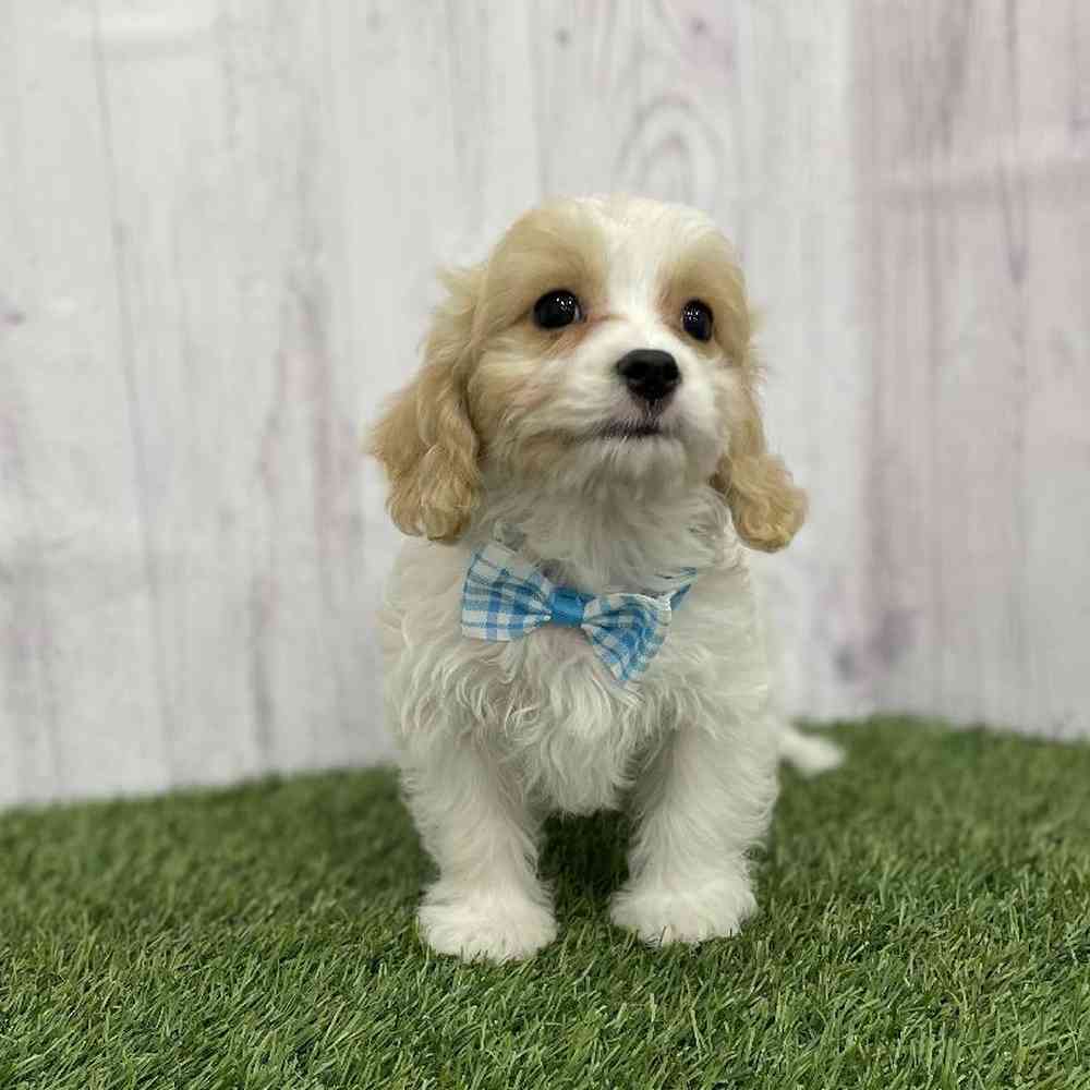 Male Cavachon Puppy for Sale in Braintree, MA