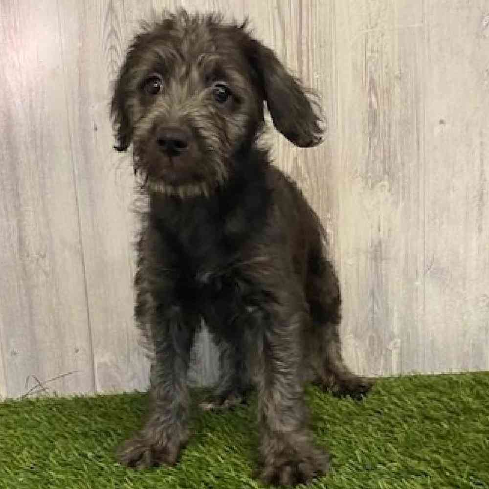 Female Mini Labradoodle Puppy for sale