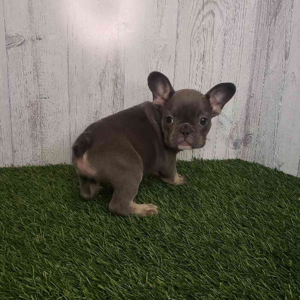 Female French Bulldog Puppy for sale