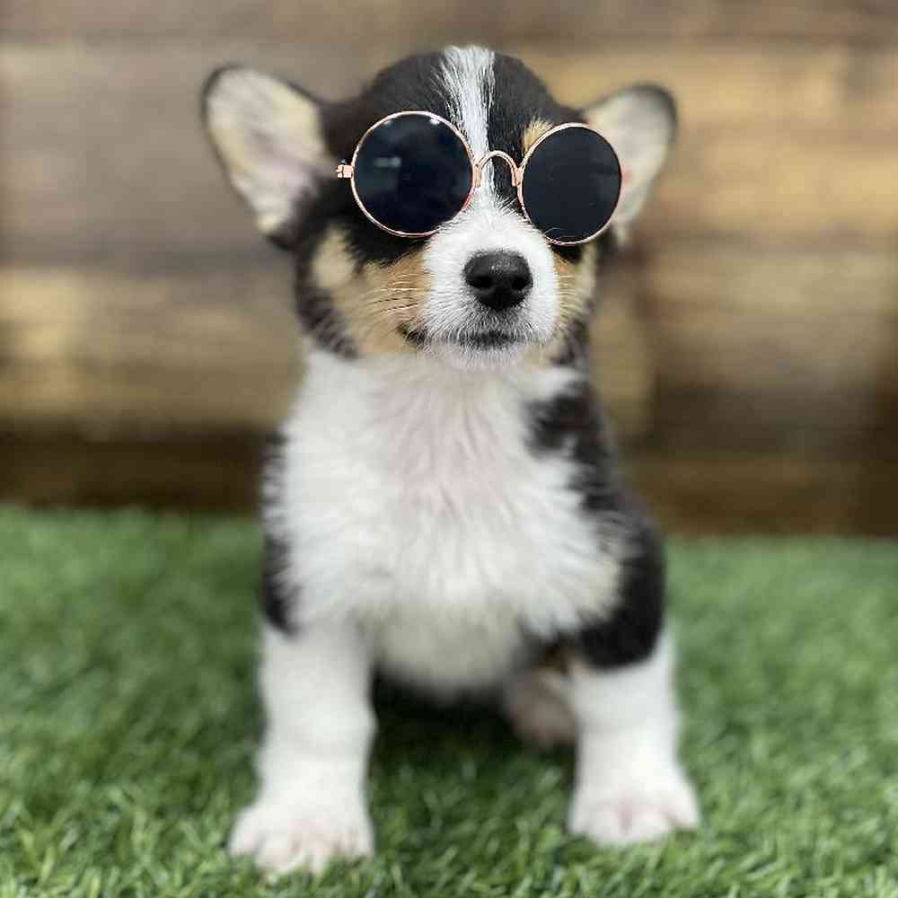 Female Pembroke Welsh Corgi Puppy for Sale in Braintree, MA