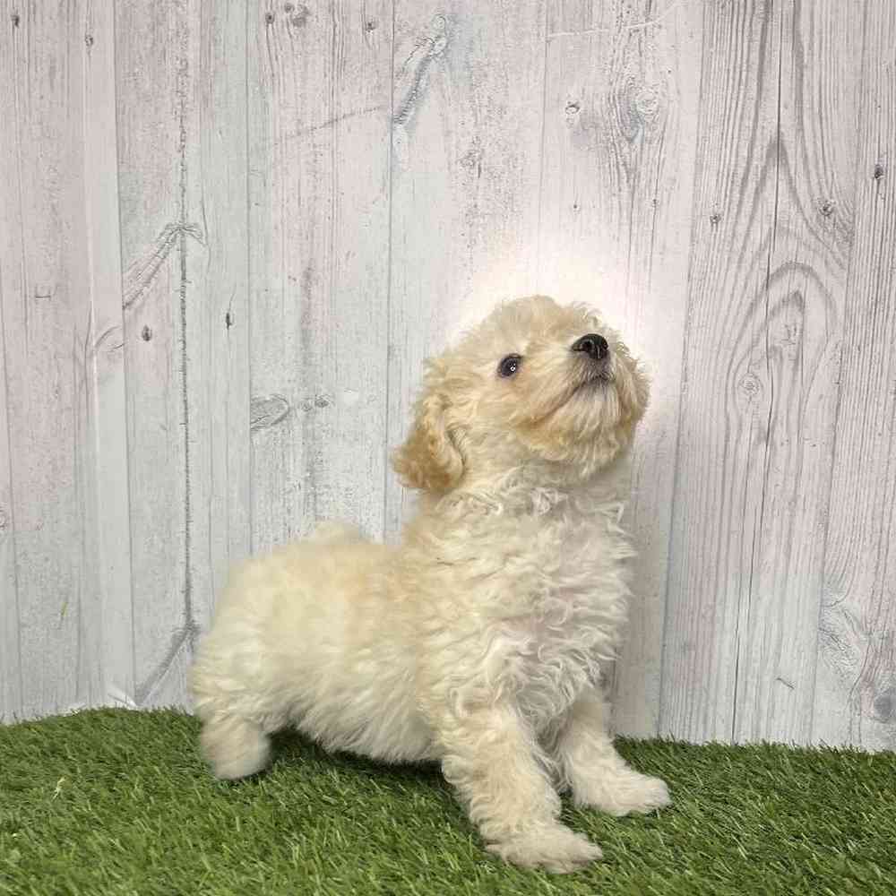Female Bichon-Poodle Puppy for sale