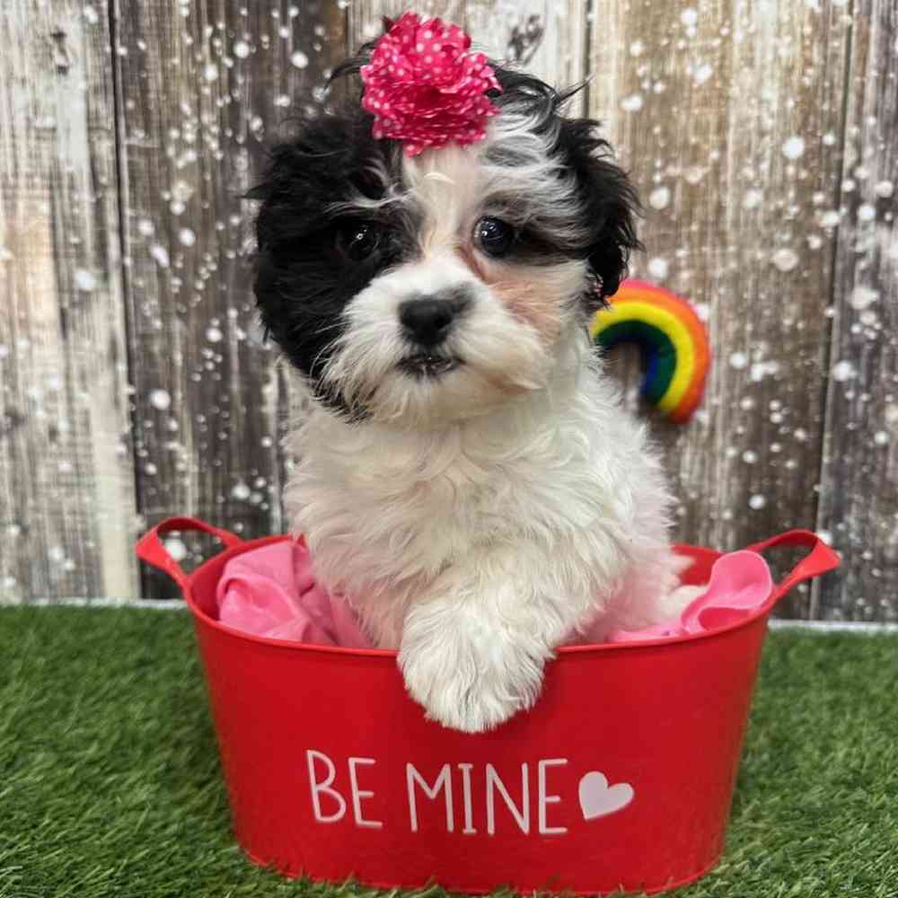 Female Shih-Poo Puppy for Sale in Saugus, MA