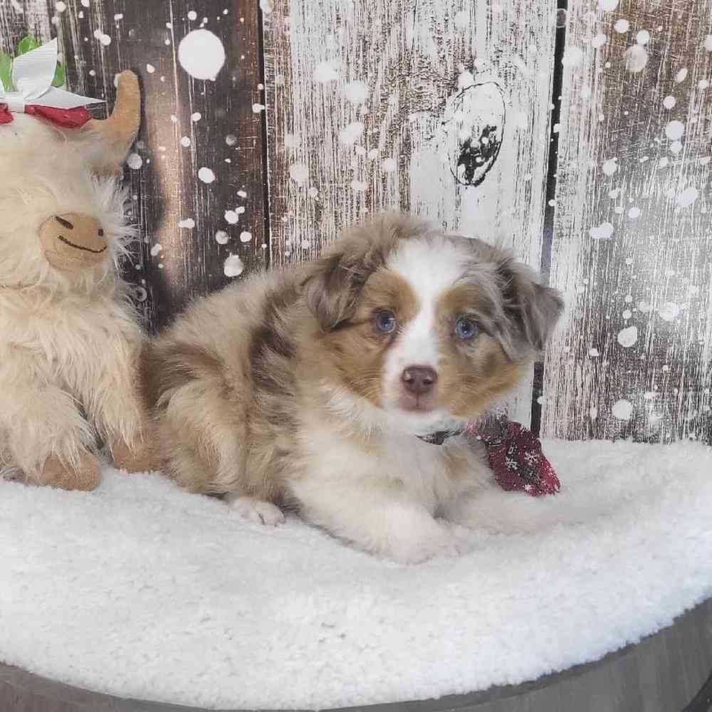 Male Australian Shepherd Puppy for Sale in Saugus, MA