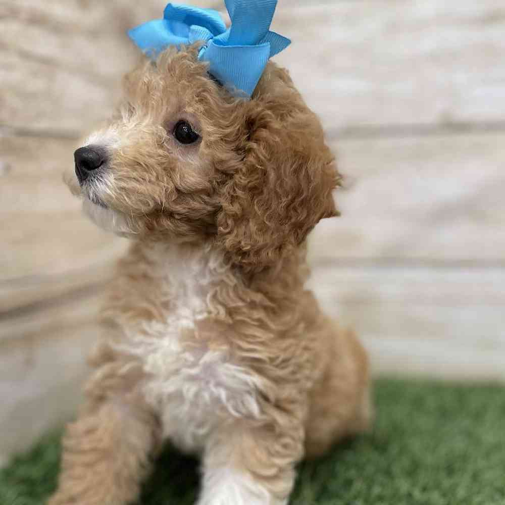 Female Poodle (MINI) Puppy for Sale in Braintree, MA