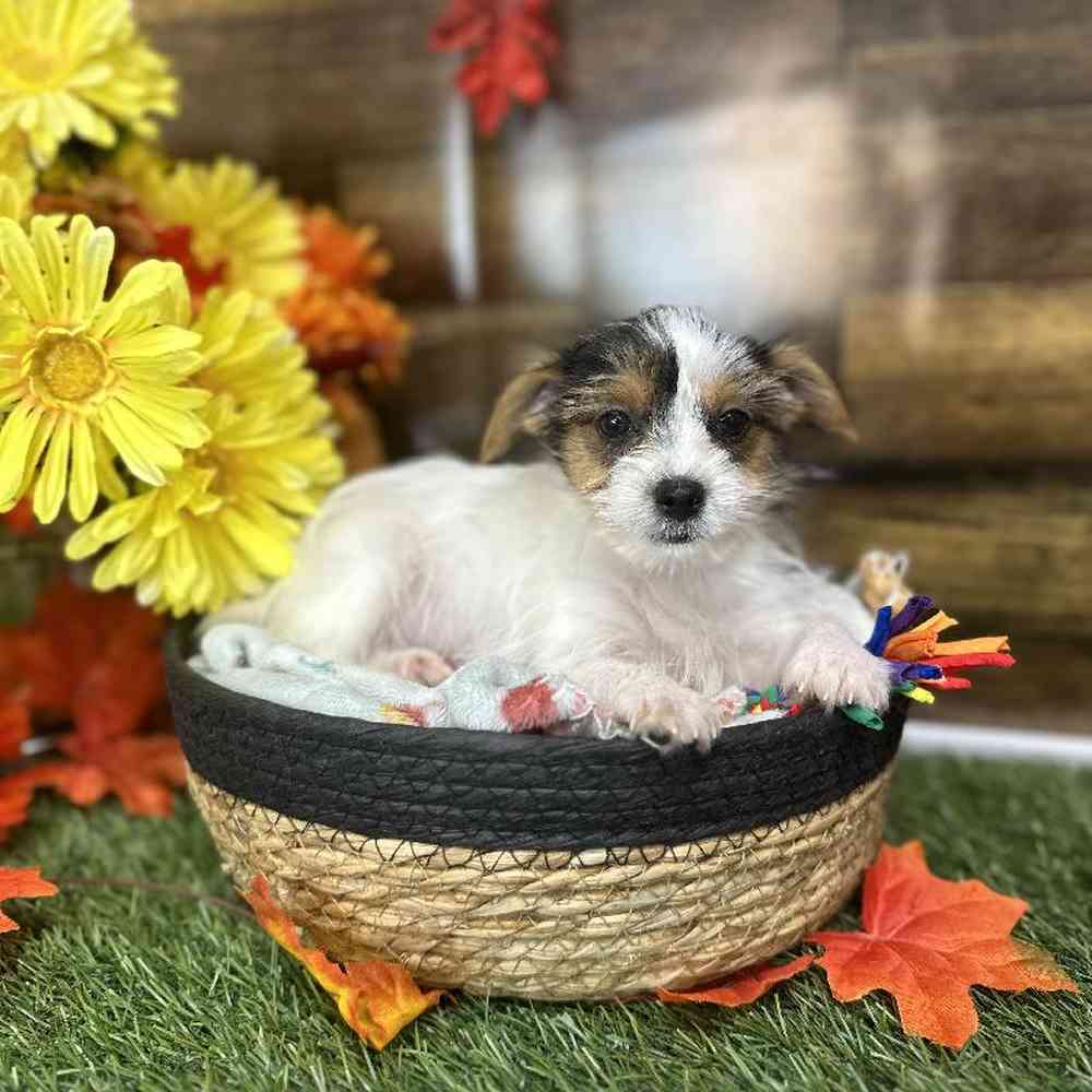Female Biewer Yorkshire Terrier Puppy for Sale in Saugus, MA