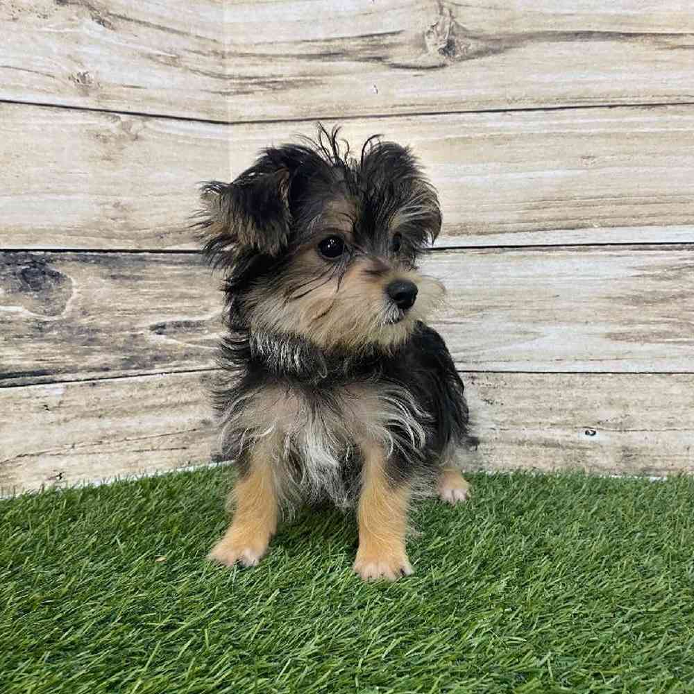 Male Silkese Puppy for Sale in Saugus, MA