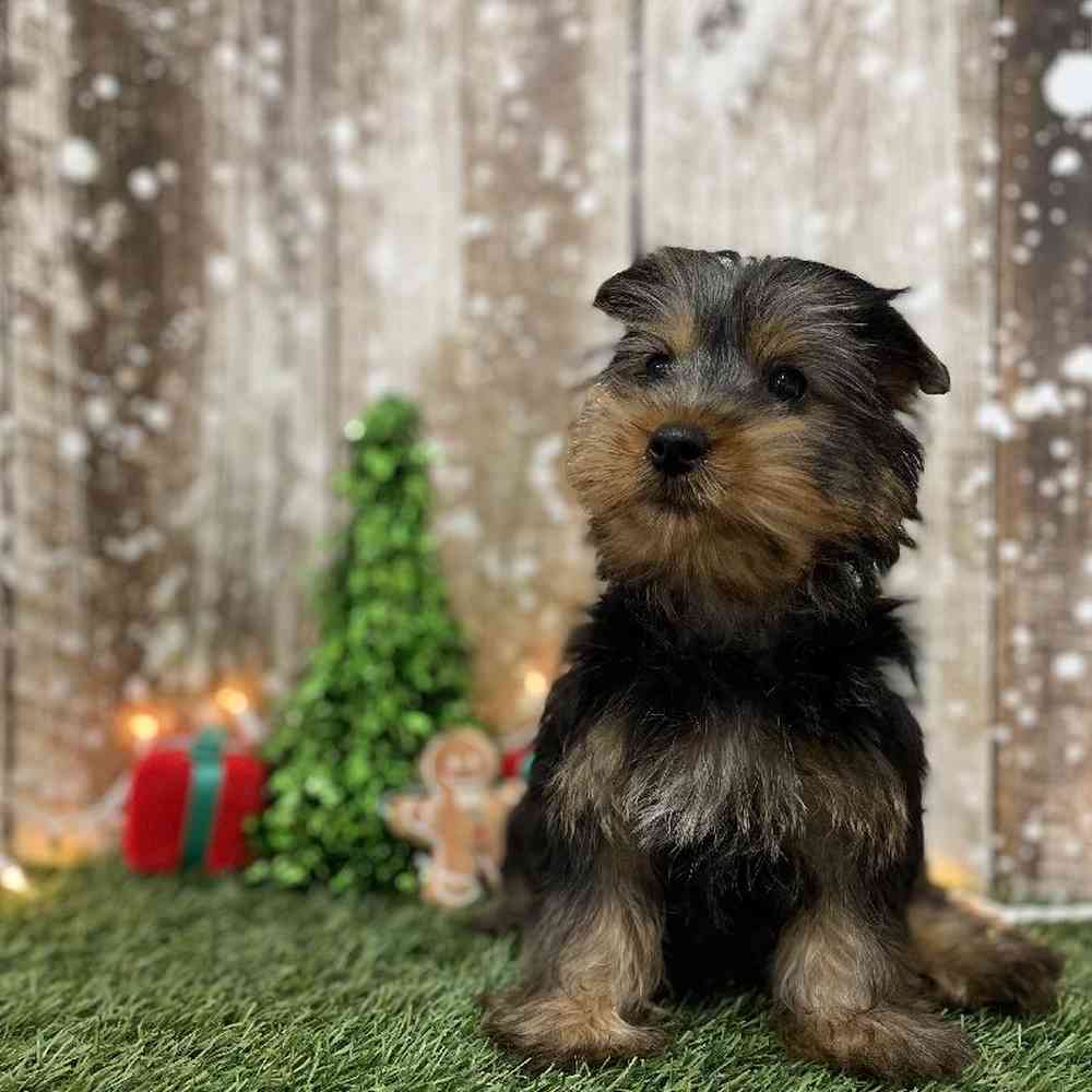 Male Silky Terrier Puppy for Sale in Braintree, MA