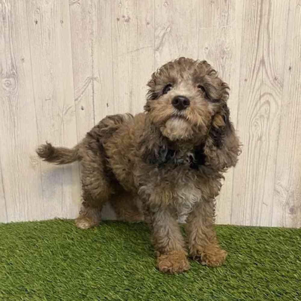 Female Cockapoo Puppy for sale