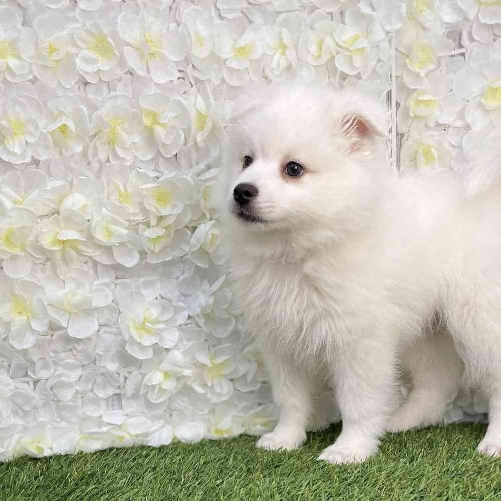 Male American Eskimo Puppy for Sale in Braintree, MA