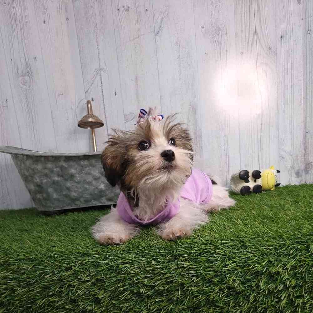 Female Shorkie Puppy for sale