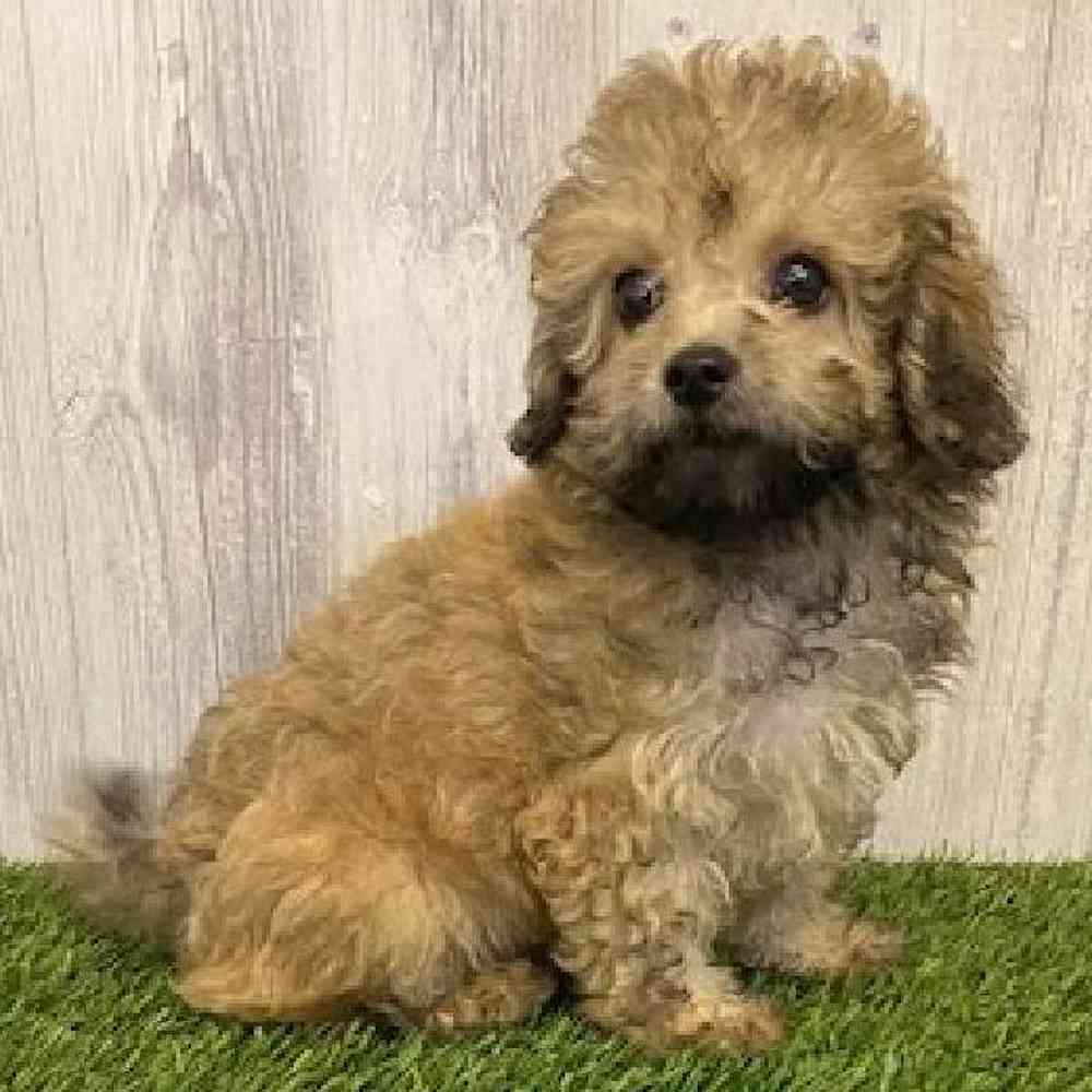 Male Cavapoo Puppy for sale