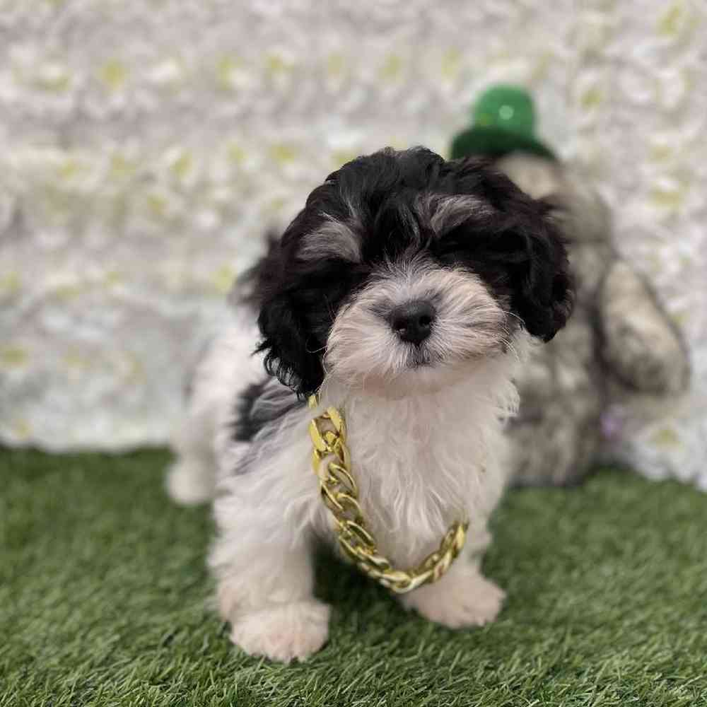 LaChon For Sale Pet Express Braintree