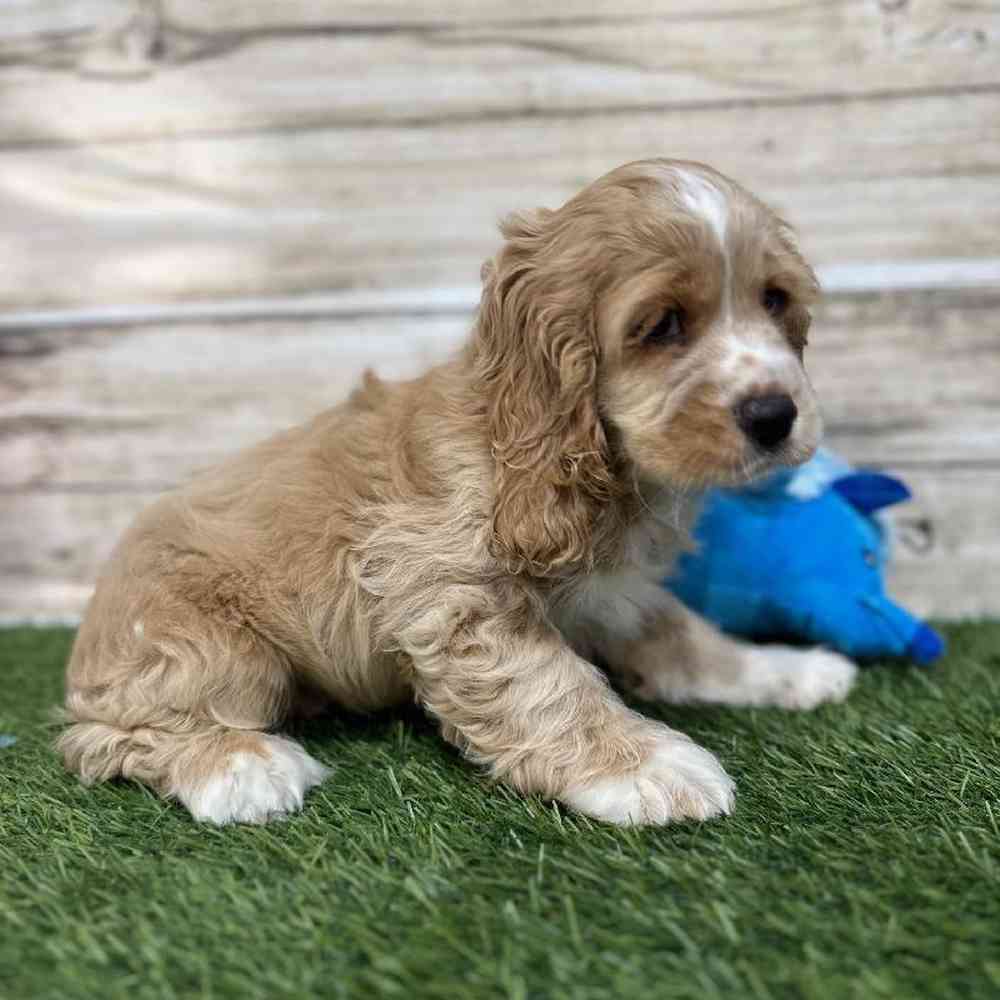 Male Cockalier Puppy for Sale in Saugus, MA