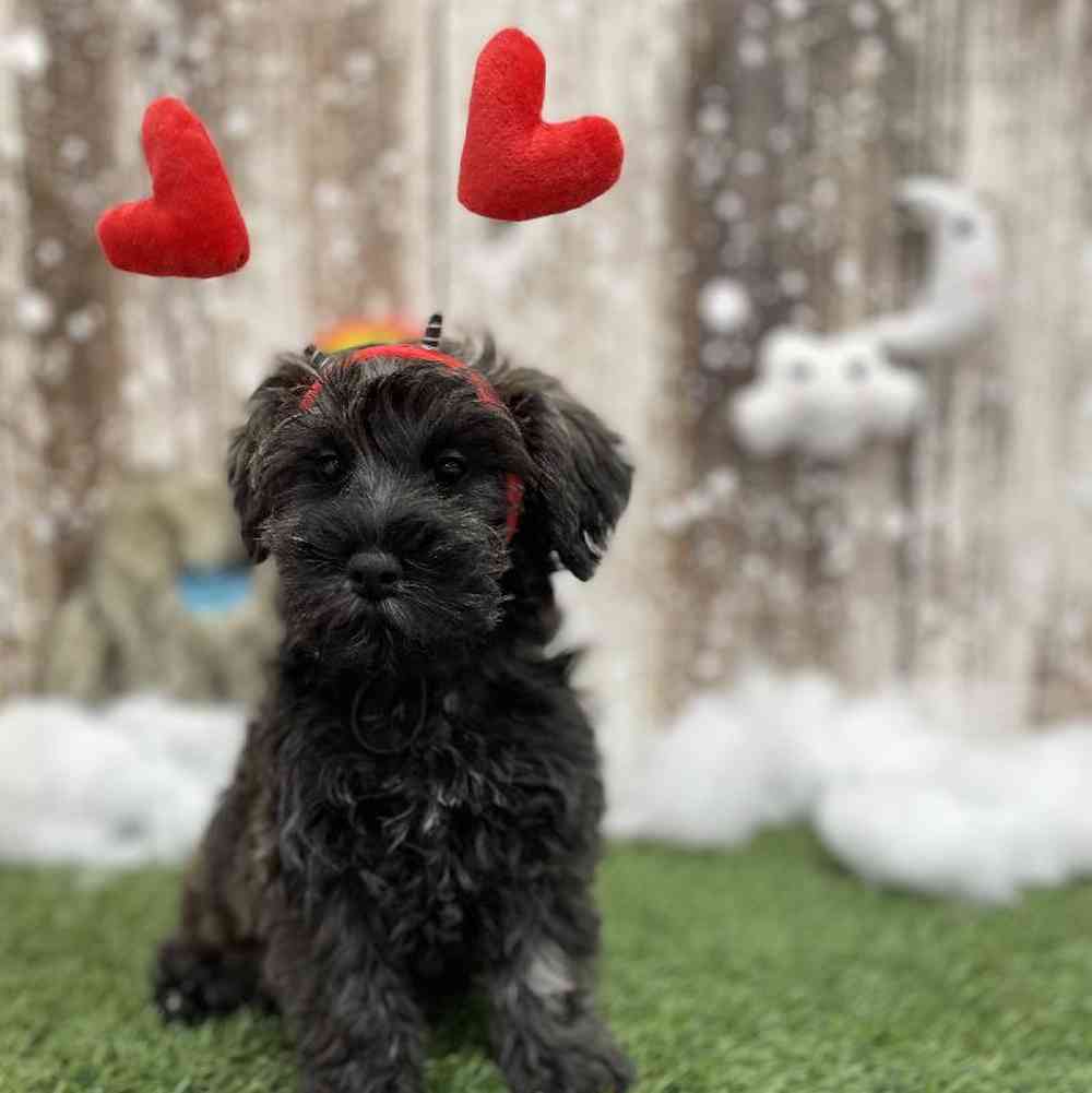Female Schnoodle Puppy for Sale in Braintree, MA