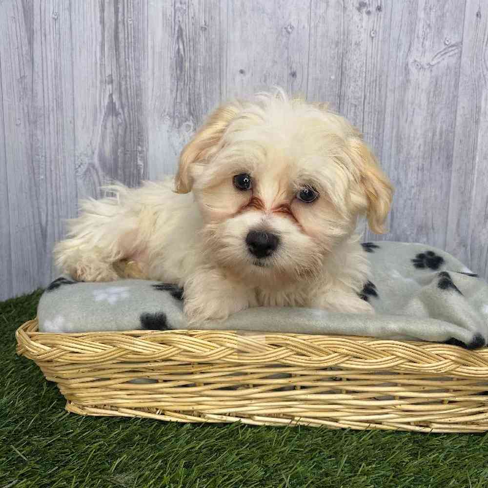 Male La-Chon Puppy for Sale in Saugus, MA