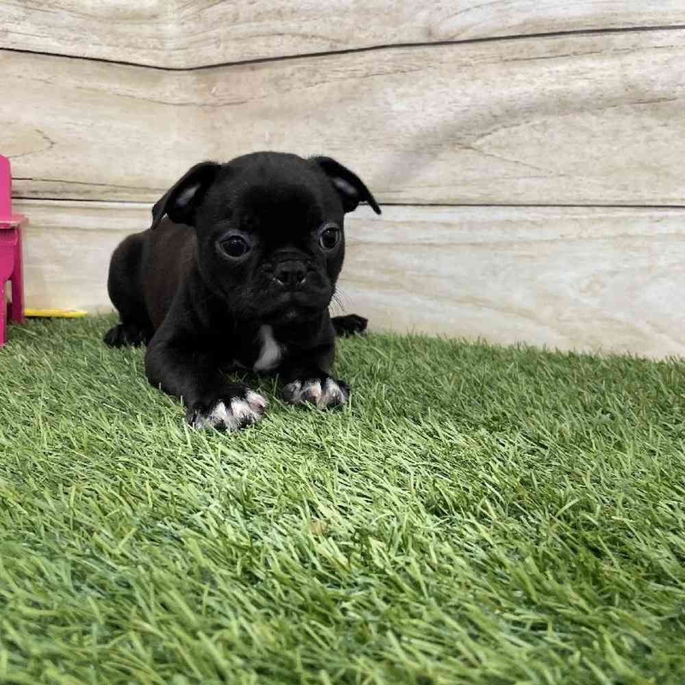 Female Bugg Puppy for Sale in Braintree, MA