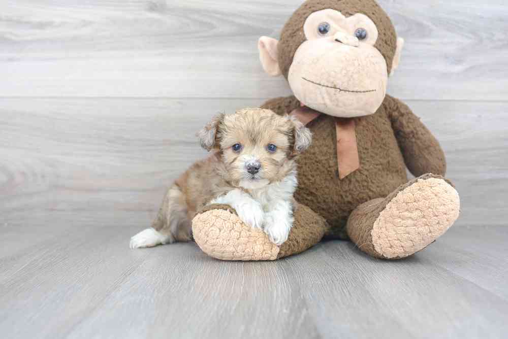 mini-aussiedoodle-cuddles-3385219170535041.jpg