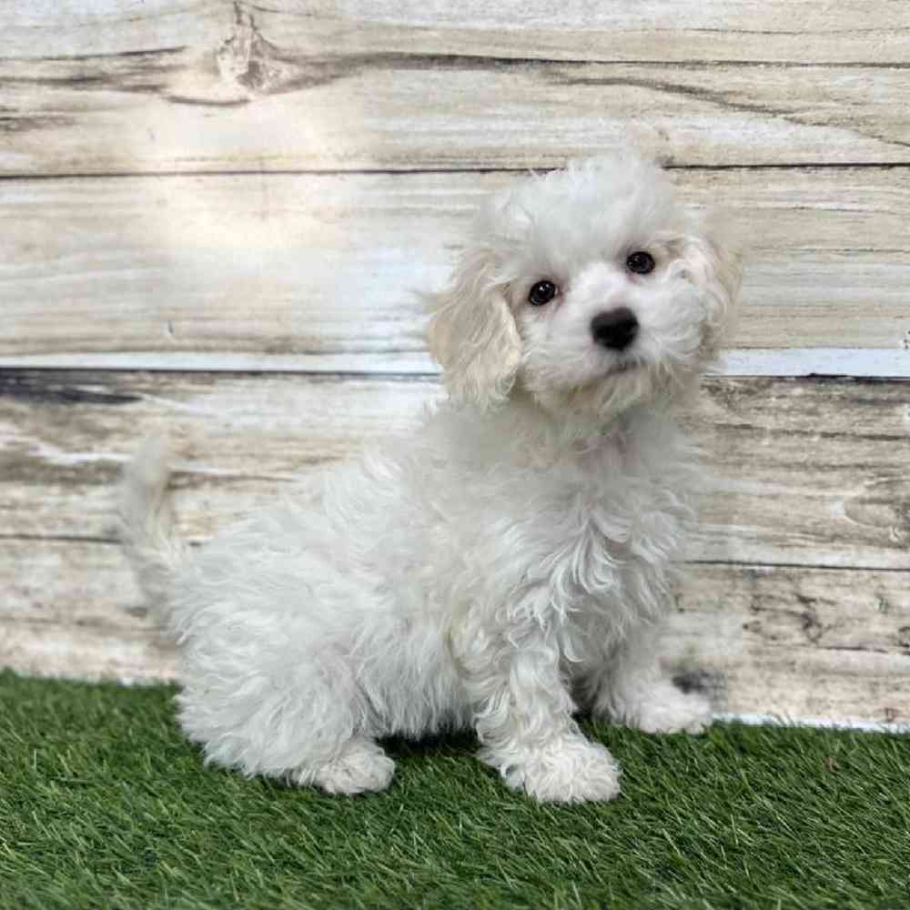 Female Cavachon Puppy for Sale in Saugus, MA