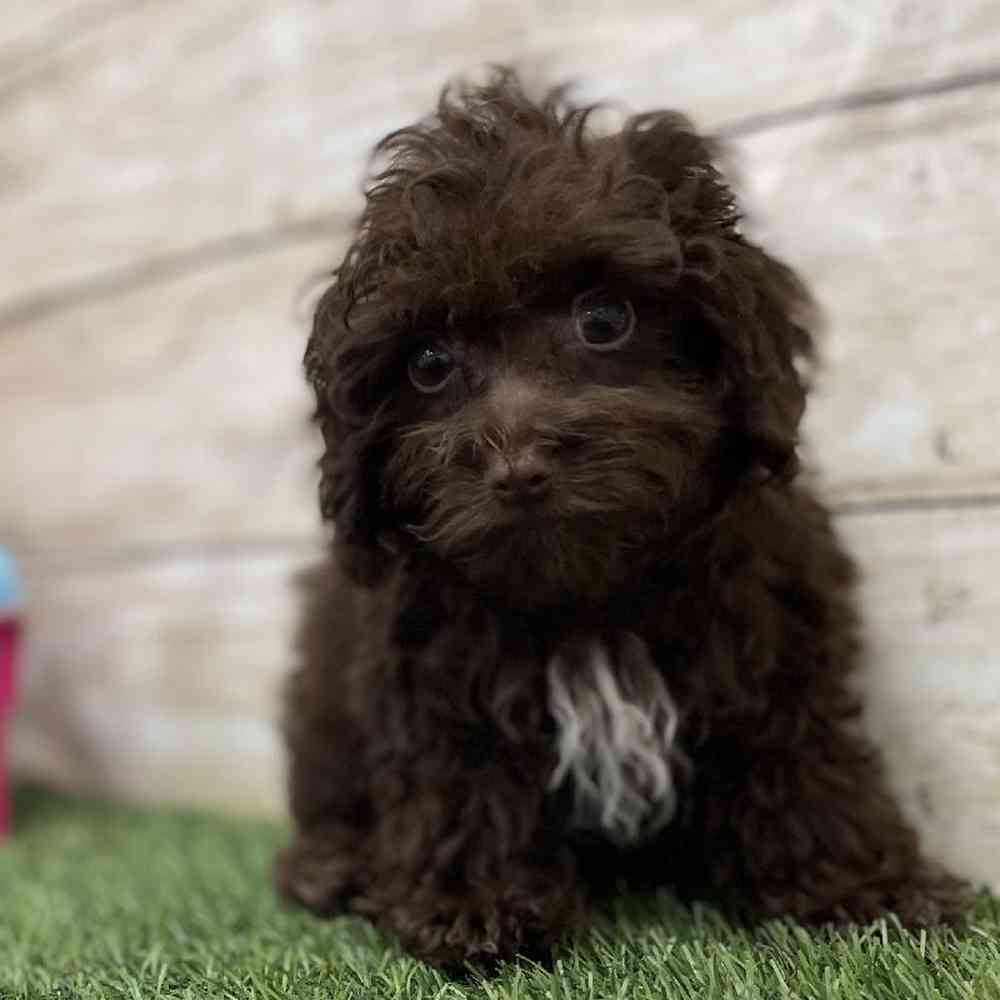 Female Cockapoo 2nd Gen Puppy for Sale in Braintree, MA