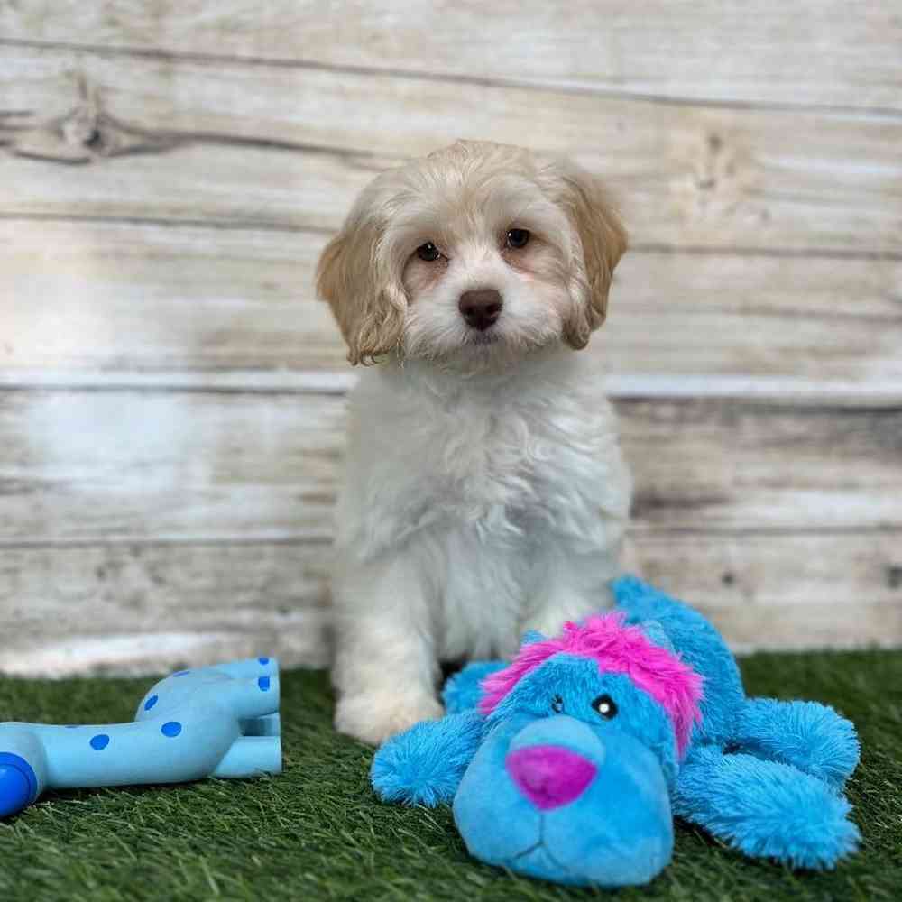 Male Cockapoo 2nd Gen Puppy for Sale in Saugus, MA