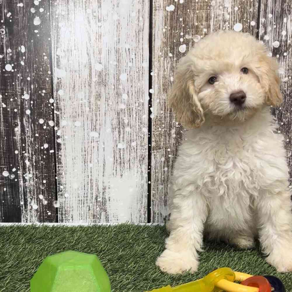 Female Mini Labradoodle 2nd Gen Puppy for Sale in Saugus, MA